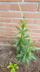 Veronicastrum