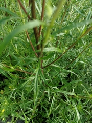 Artemisia vulgaris