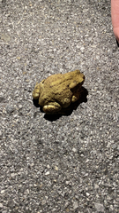 Bufo bufo