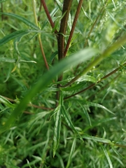 Artemisia vulgaris