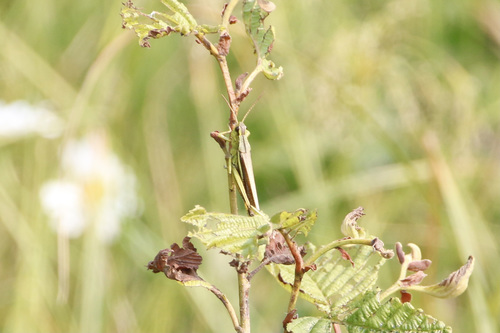 Striped Sedge Grasshopper photo 4