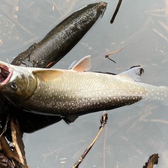 Salvelinus malma