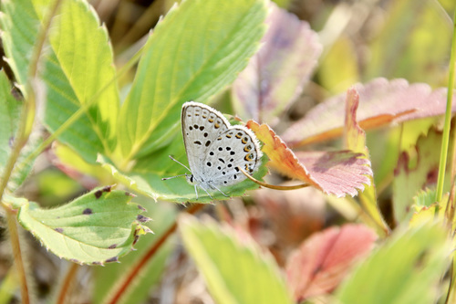 Northern Blue photo 6