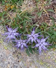 Phyteuma serratum