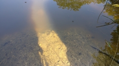 Triturus cristatus
