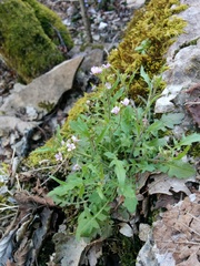 Arabidopsis arenosa