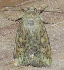 Heliocheilus paradoxus