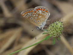 Polyommatus icarus