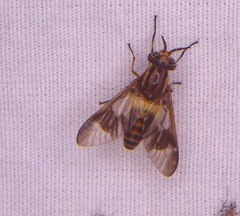 Chrysops reicherti
