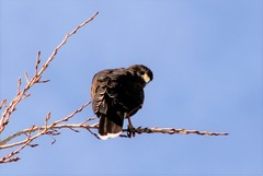 Parabuteo unicinctus