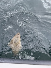 Hippoglossus stenolepis