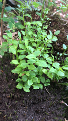 Vaccinium myrtillus