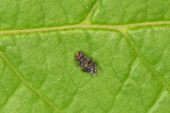 Kosswigianella spinosa