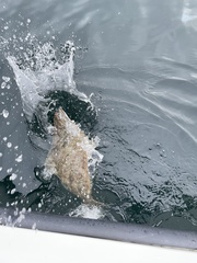 Hippoglossus stenolepis