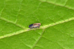 Kosswigianella spinosa