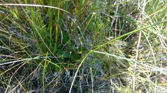 Parnassia glauca