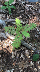 Sorbus aucuparia