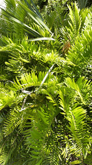 Zamia integrifolia