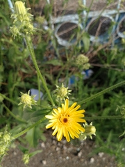 Picris hieracioides