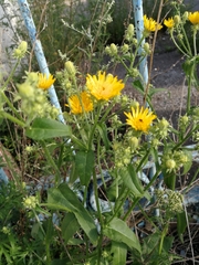 Picris hieracioides