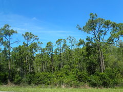 Pinus elliottii densa