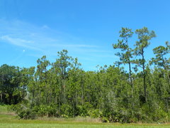 Pinus elliottii densa