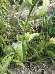 Picris hieracioides
