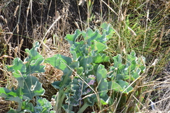 Crambe maritima