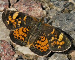 Phyciodes batesii