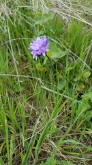 Dipterostemon capitatus