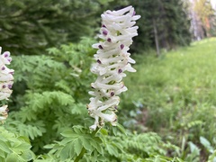 Corydalis caseana