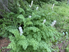 Corydalis caseana