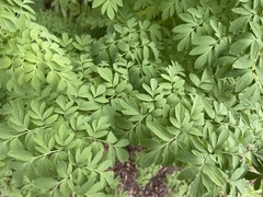 Corydalis caseana
