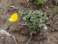 Potentilla nivea