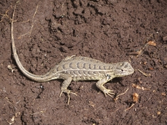 Sceloporus subniger