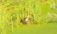 Gallinula chloropus