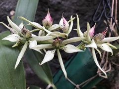Prosthechea chimborazoensis