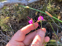 Disperis capensis