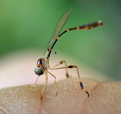 Leptopteromyia americana