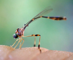 Leptopteromyia americana