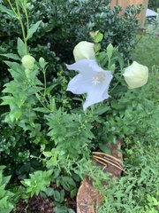 Platycodon