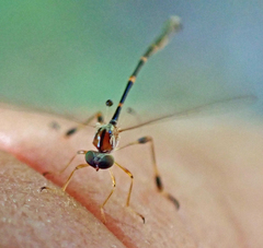 Leptopteromyia americana
