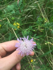Knautia arvensis