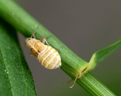 Dicranotropis hamata