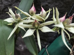 Prosthechea chimborazoensis