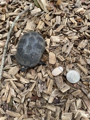 Kinosterninae