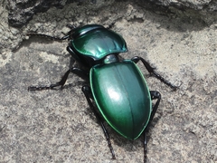 Pasimachus mexicanus