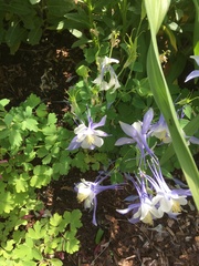 Aquilegia coerulea
