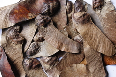 Paramachaerium schunkei