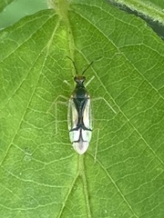Hyaliodes